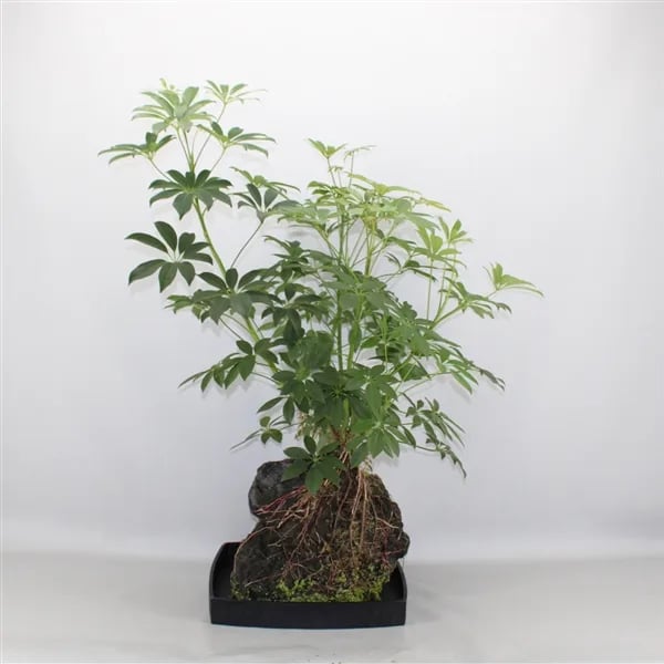 Šeflera na lava kamenu: Schefflera Arboricola - XXL