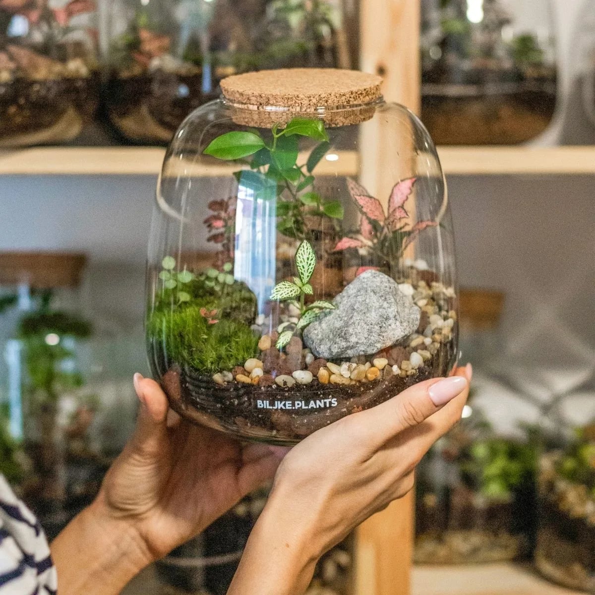 Djevojka drži terarij a iza se nalaze police sa ostalim asortimanom biljnih terarija. Unutra se nalazi predivno bonsai stablo a okolo su fitonije, mahovina i dekorativno kamenje.