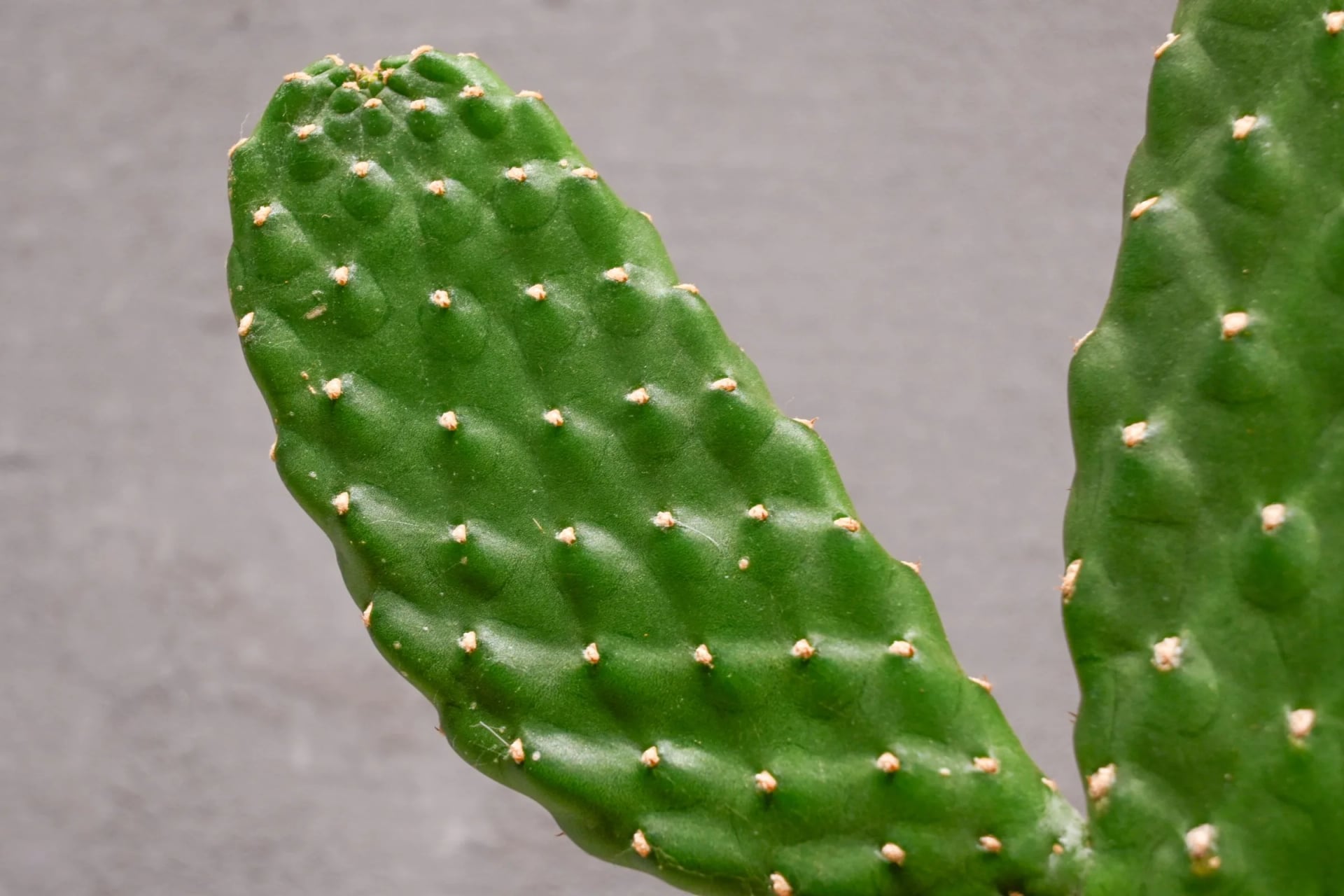 Opuncija: Prickly Pear (Opuntia) - S