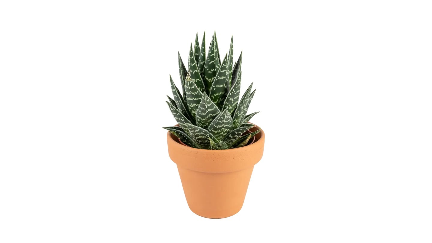 Aloe Tiki Tahi: Aloe Vera Hybrid - S