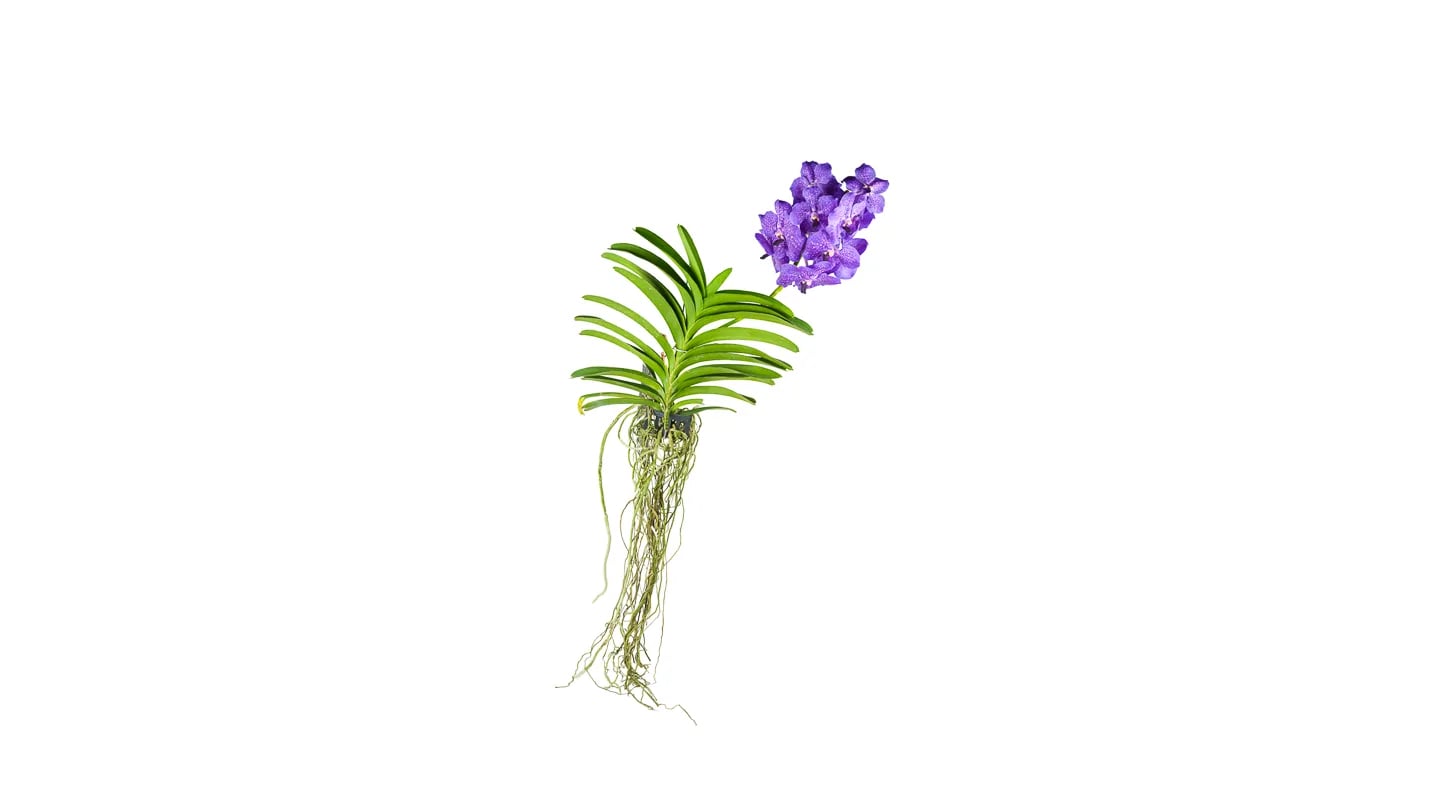 Viseća Orhideja Vanda: Vanda Orchid Phalaenopsis - M