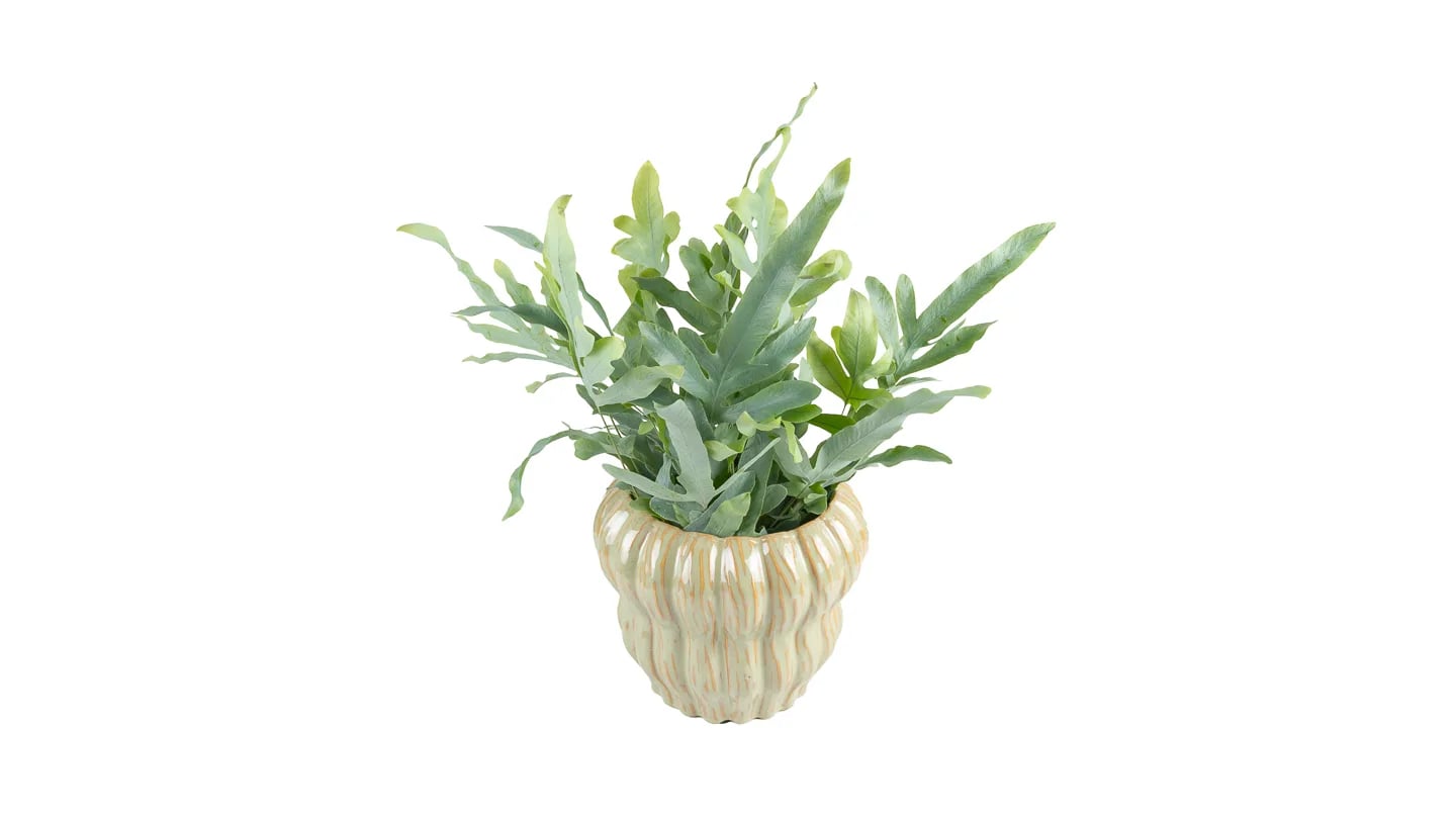 Plava paprat: Blue Star, Phlebodium aureum - M