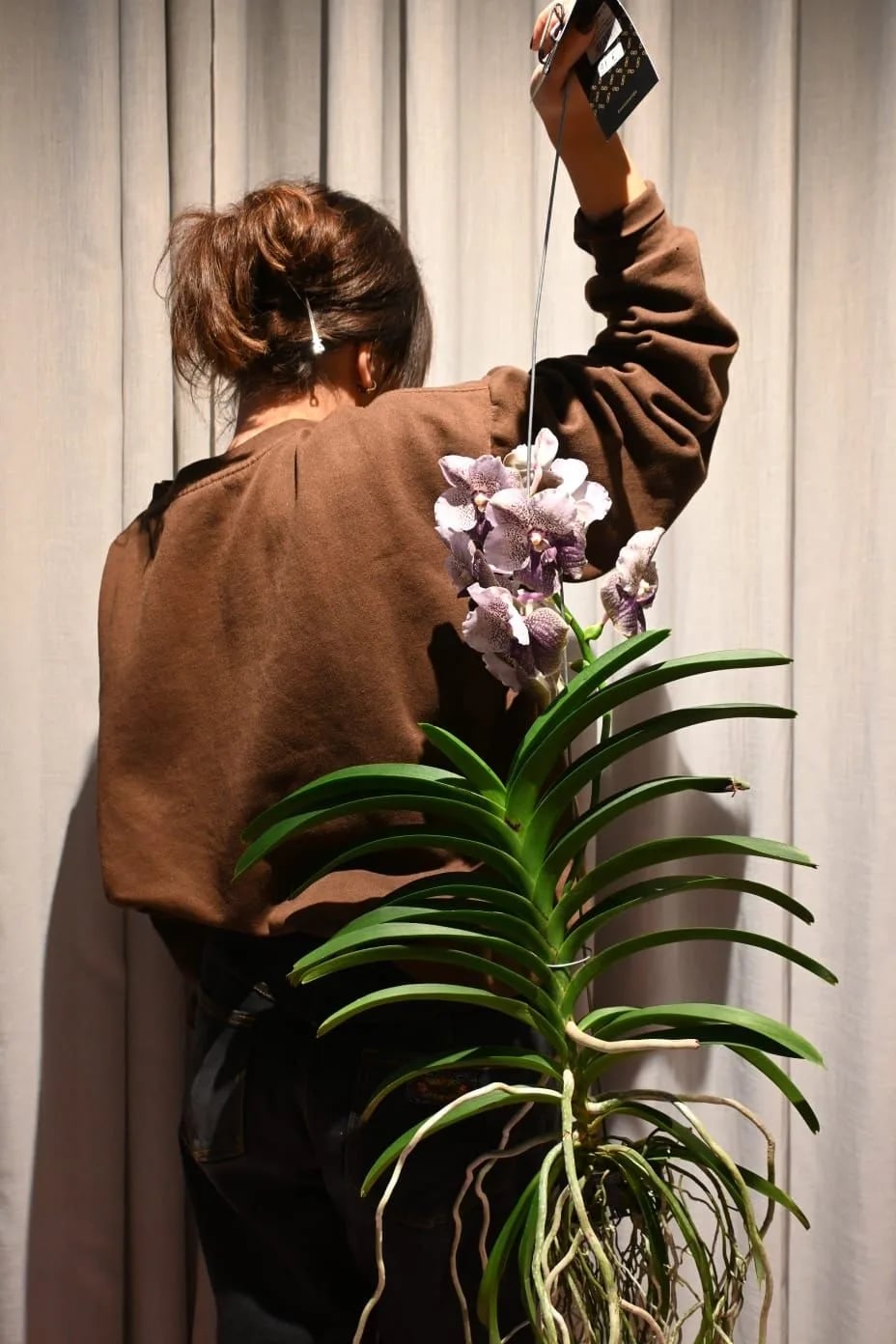 Viseća Orhideja Vanda: Vanda Orchid Phalaenopsis - M