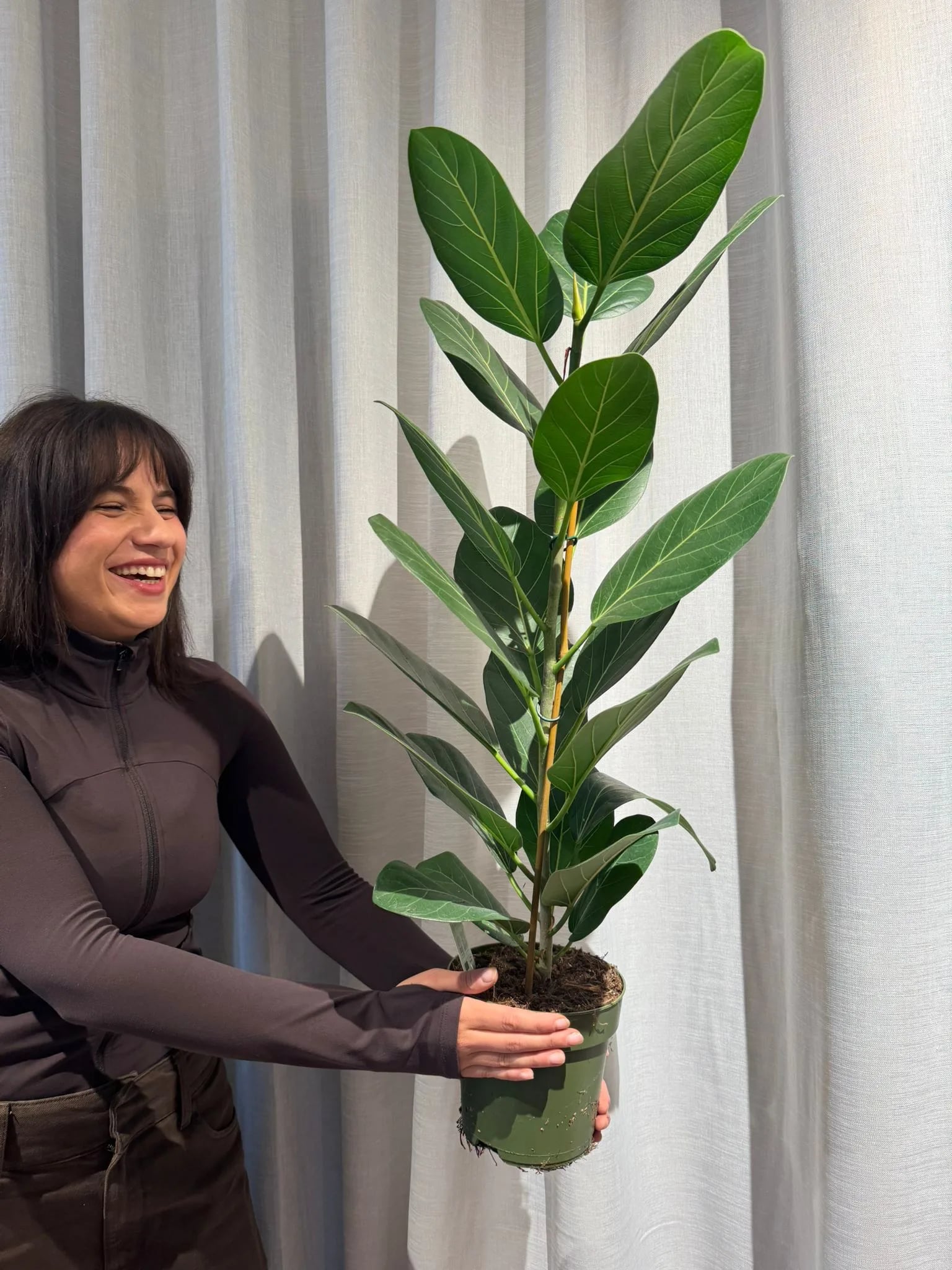 Fikus: Audrey Fig (Ficus Benghalensis) - L
