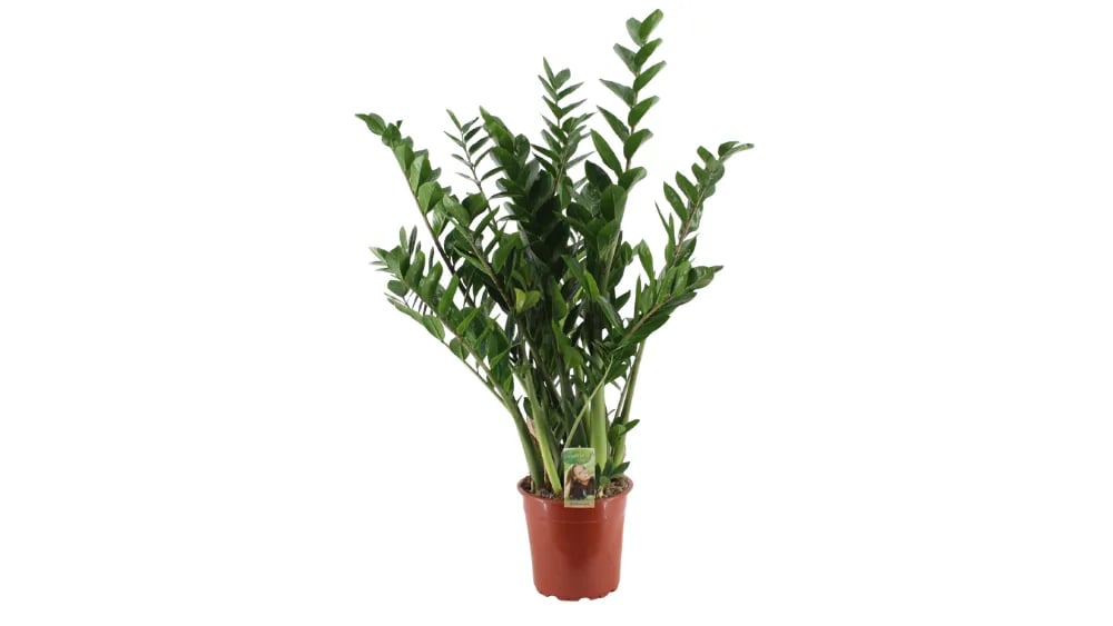 zamija zamioculcas zamiokulkas biljka za tamne prostore kunolovac