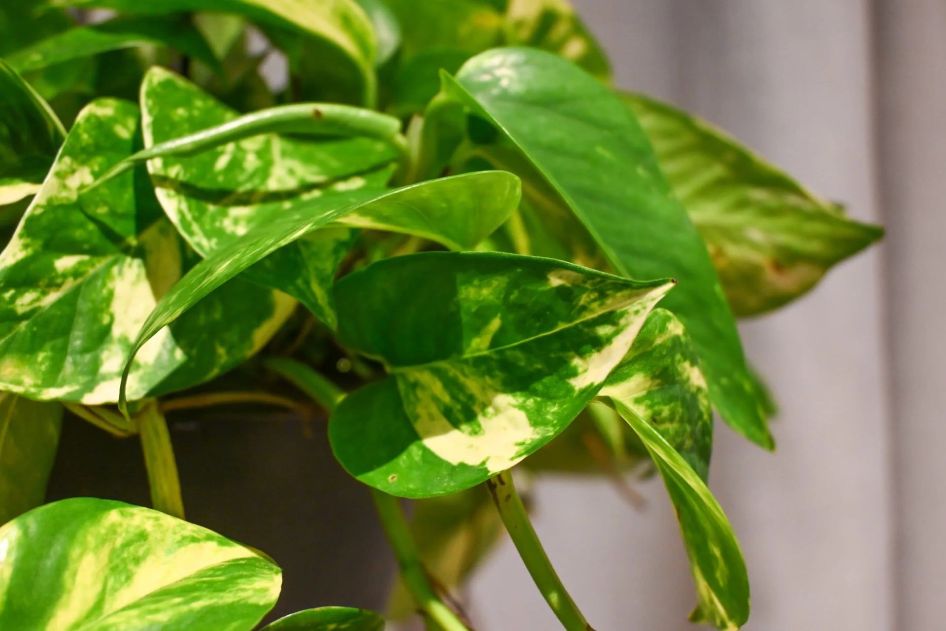 Epipremnum pinnatum Aureum (Zlatni potos) - S