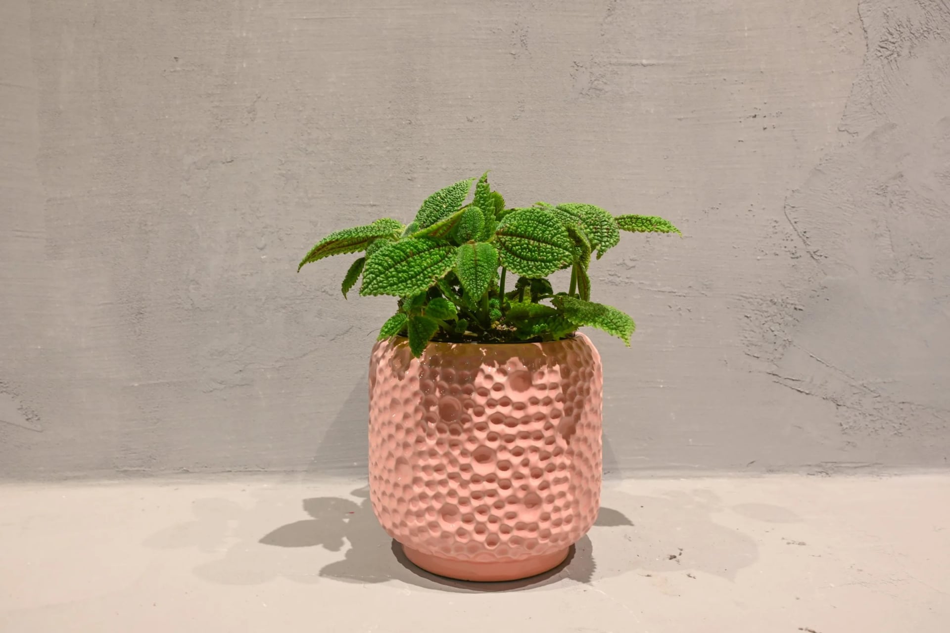Pileja: Moon Valley (Pilea Mollis) - S