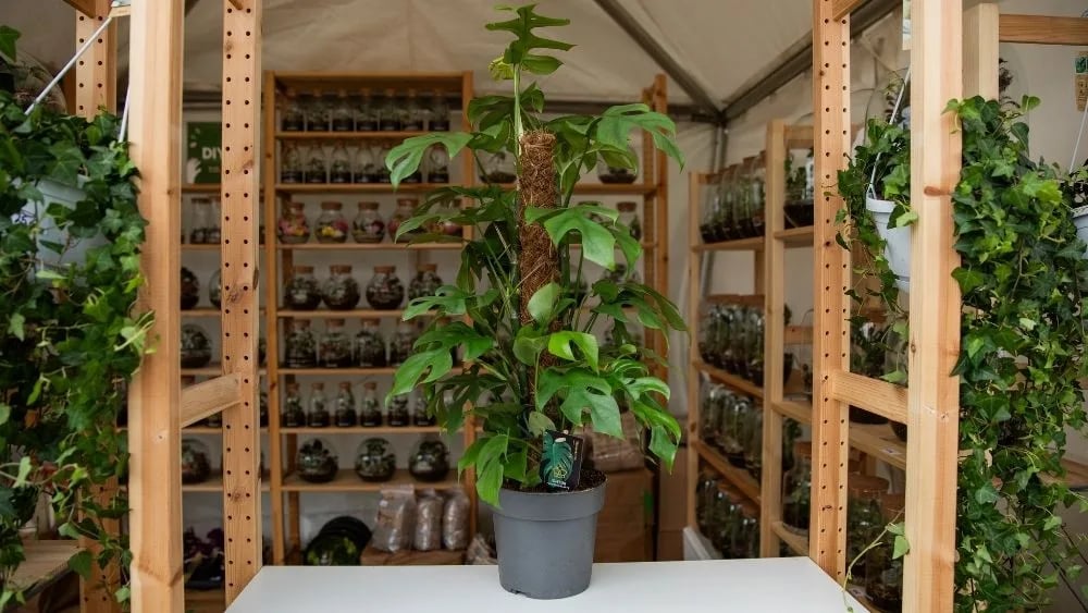 Monstera Minima je visoka zelena biljka sa velikim rupičastim lišćem.