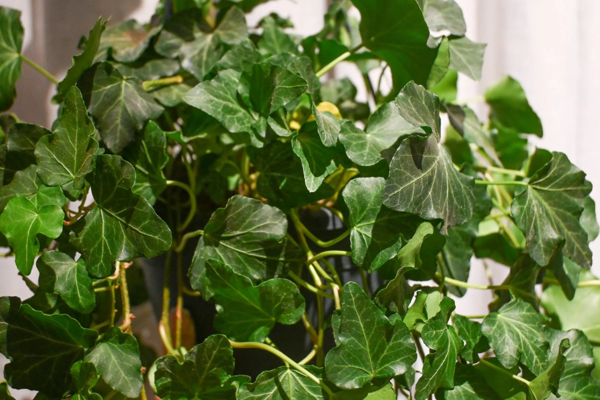 Bršljan: Ivy (Hedera helix) - S