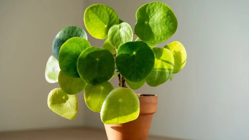 Kineski novčić: Chinese money plant (Pilea) - S