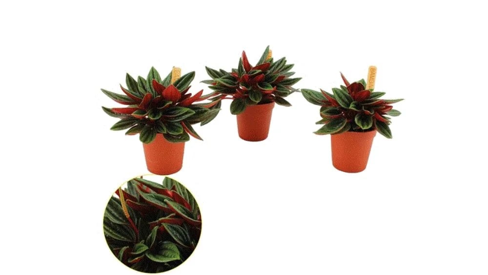 Peperomija caperata Rosso: Radiator Plant (Peperomia Rosso) - S