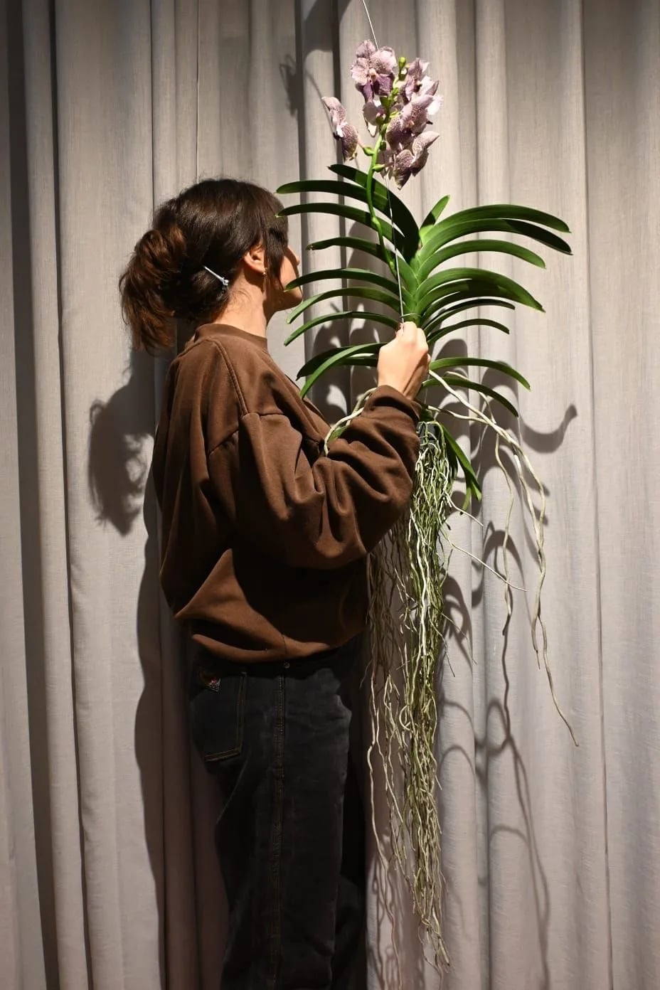 Viseća Orhideja Vanda: Vanda Orchid Phalaenopsis - M