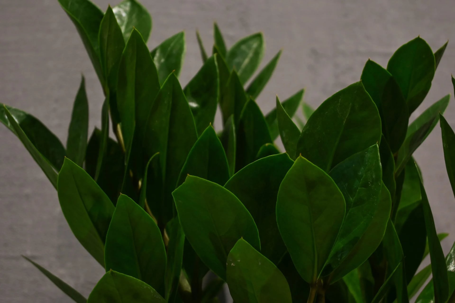 Zamioculcas zamifolia Lucky: ZZ Plant Lucky - S