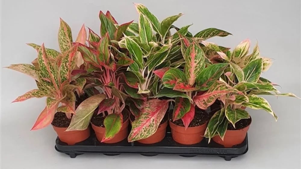 Aglaonema Mix Luxe je sobna biljka s ukrasnim listovima u različitim nijansama zelene, srebrne i crvene boje, koja stvara luksuzan i elegantan izgled.