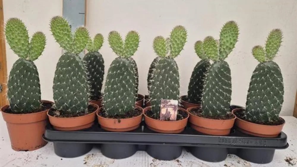 Opuncija: Prickly Pear (Opuntia) - S