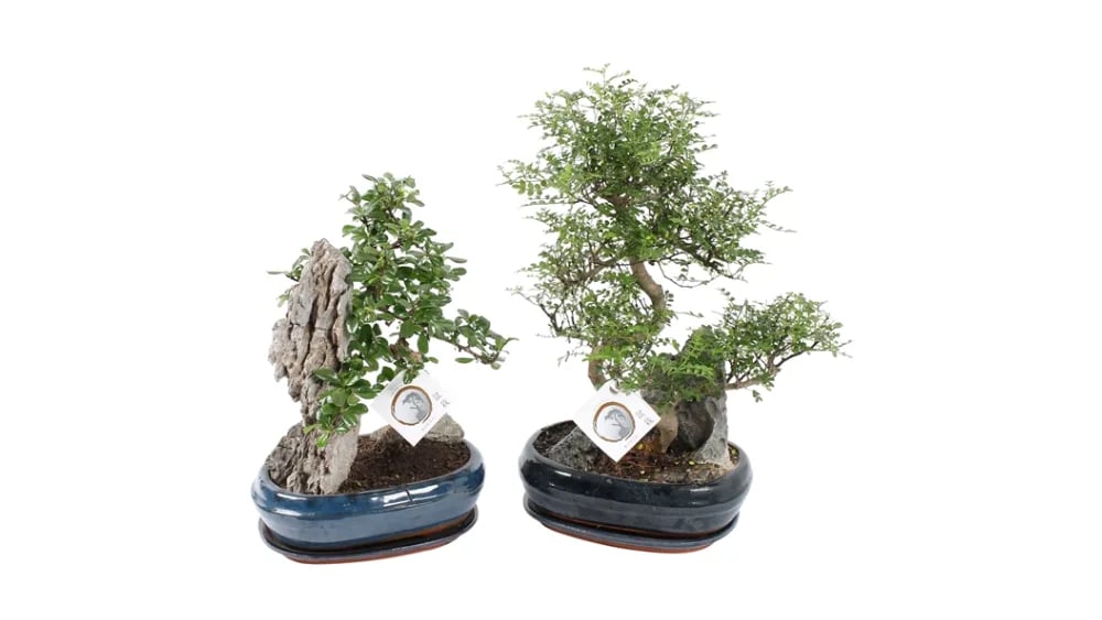 Bonsai u ukrasnoj teglici - XL