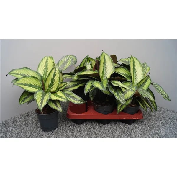 Kalateja: Pinstripe Calathea (Calathea Pinstripe) - M