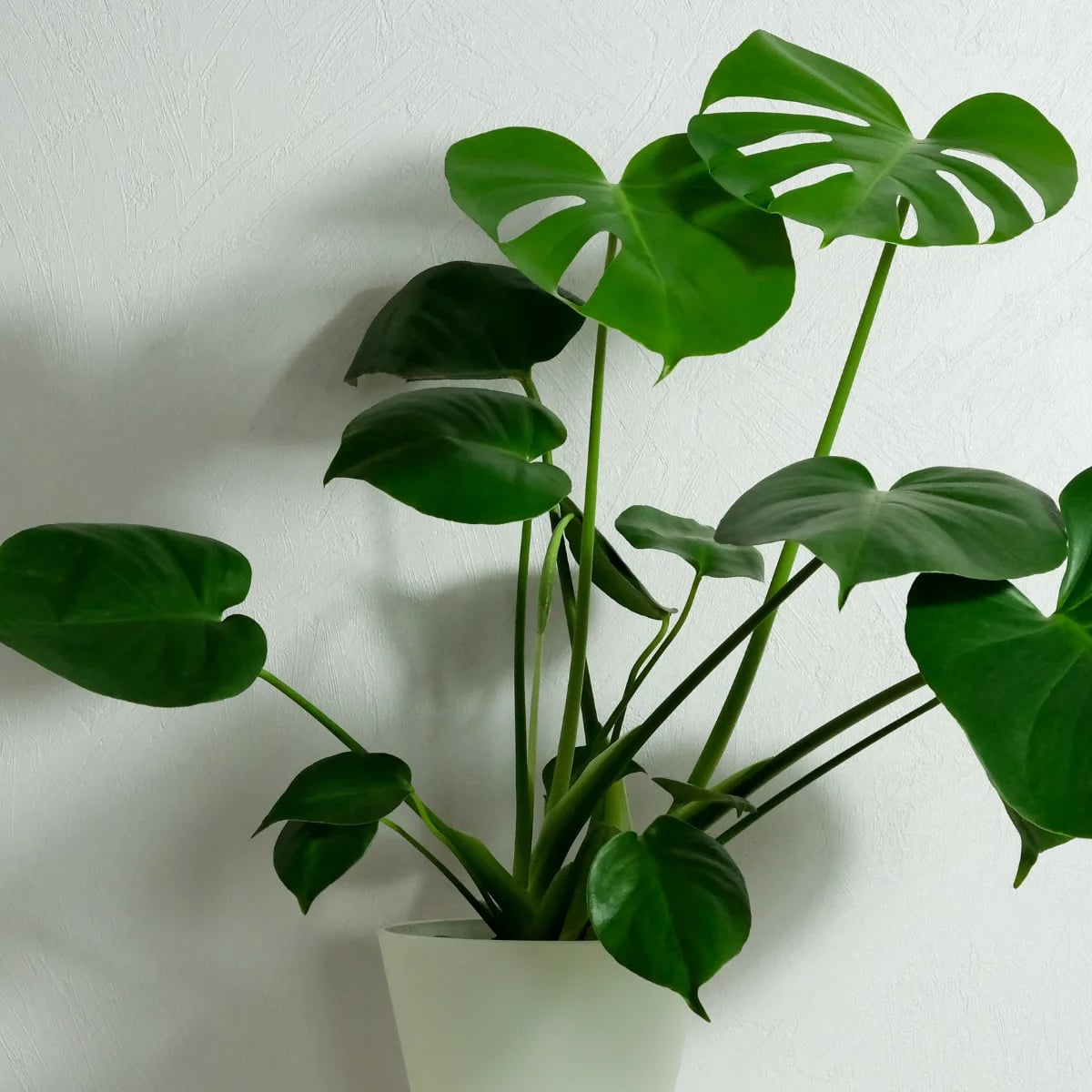 Monstera Deliciosa - L