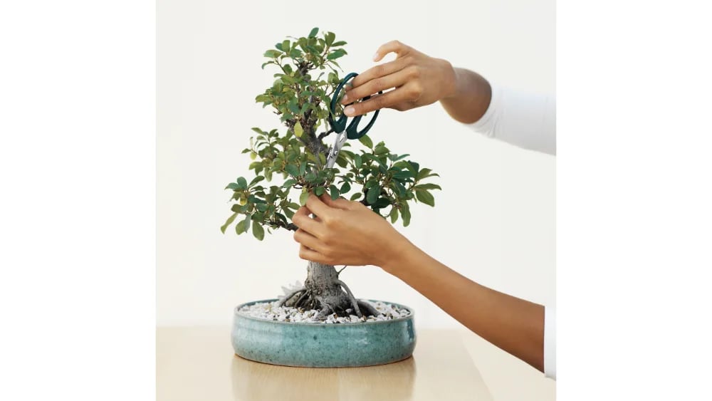 Bonsai u ukrasnoj teglici - XL