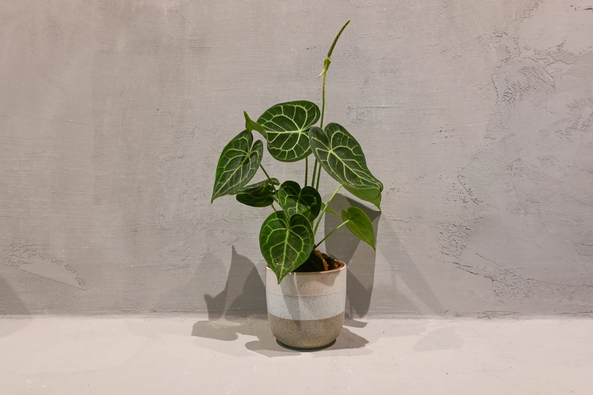 Anturijum clarinervium: Velvet Cardboard Anthurium (Anthurium clarinervium) - M