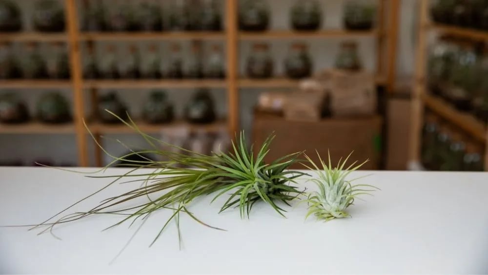 Zračna biljka: Air Plant (Tillandsia) - S