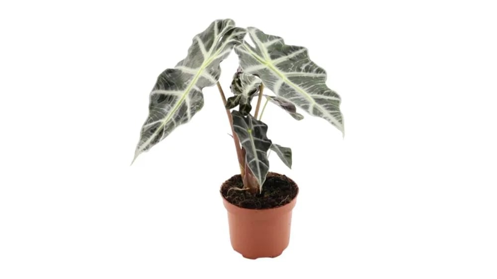 Alokazija: African Mask (Alocasia Polly) - M