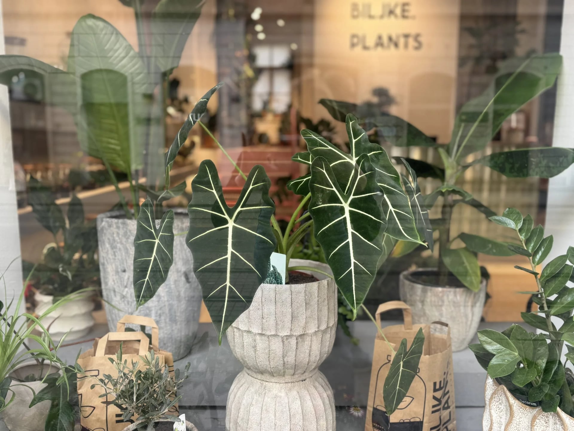 Alokazija Frydek (alocasia, alokacija) - L