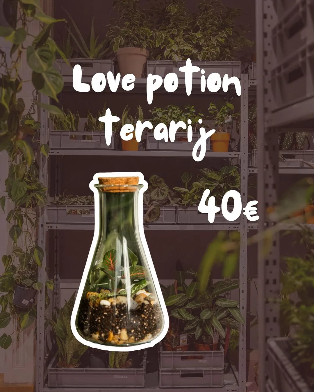 Terarij Love Potion