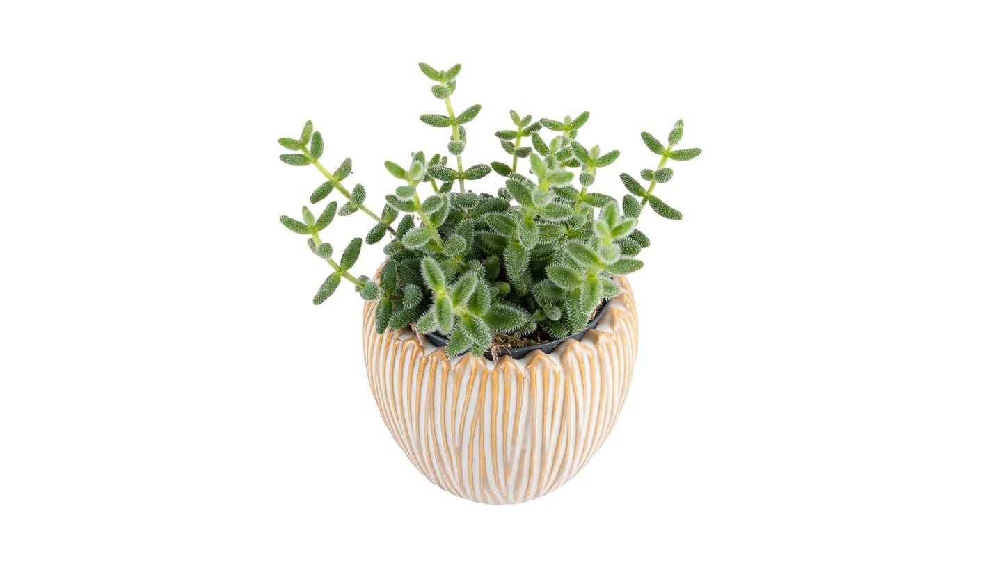 Krastavac sukulent - Delosperma echinatum: Pickle Plant - S