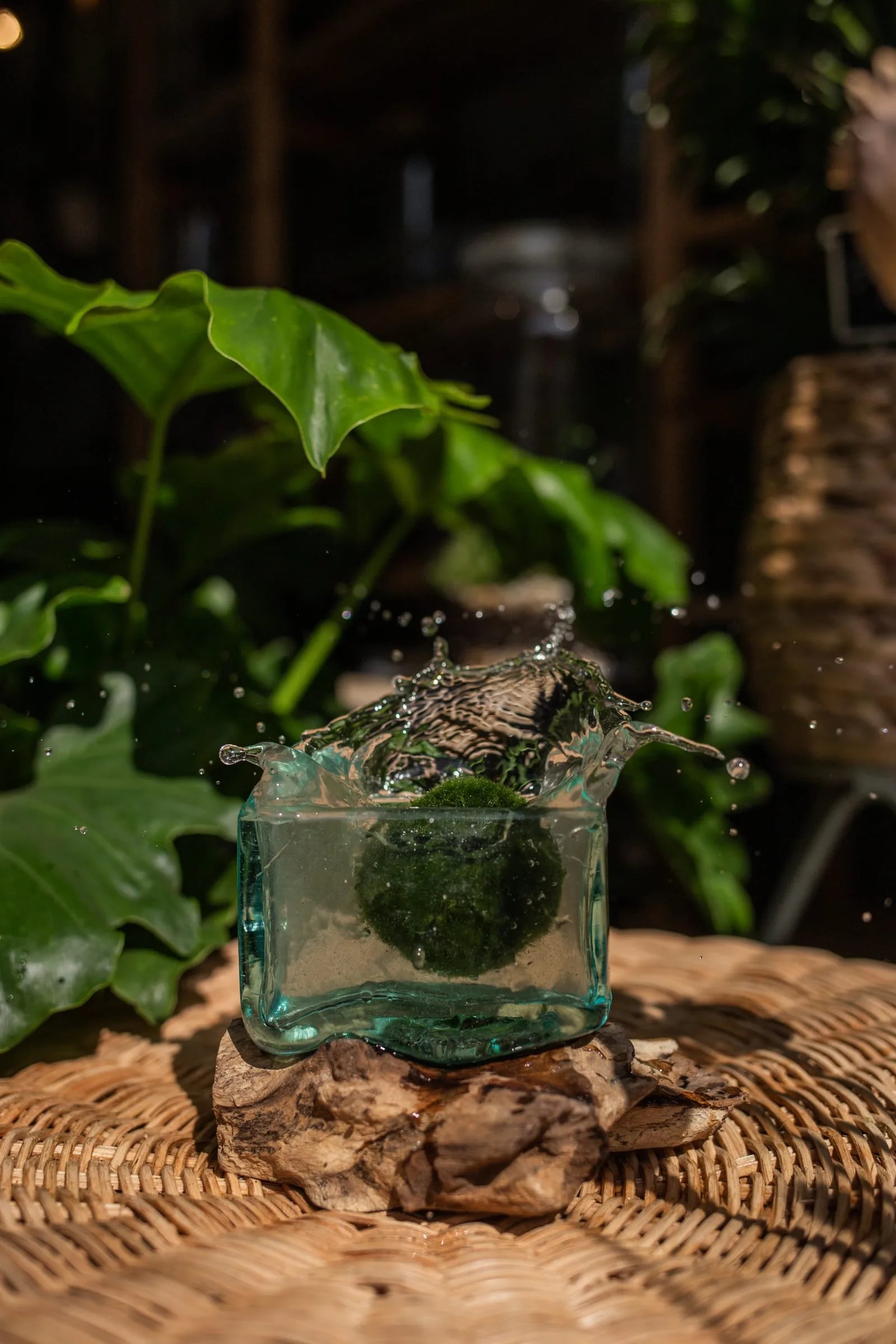 Marimo loptica mini (1 kom): Mini Moss Ball - XS