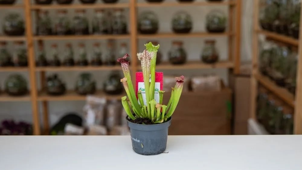 Sarracenia je mesožderka čudnovatog izgleda, ima dugačke pipke koji su pri vrhovima rozne boje.