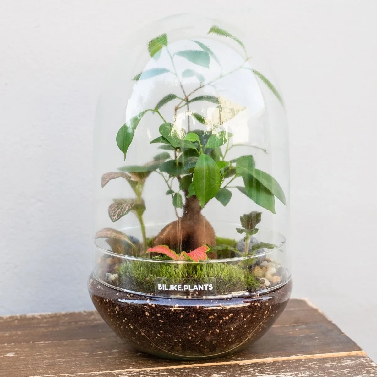 Terarij zvonastog oblika koji je cijeli u staklenoj kupoli. Uređen je bonsai velikim bonsai stablom i terarijskim zelenim biljkama.