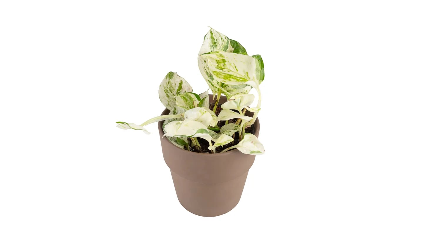 Potos sretni list: Happy Leaf (Epipremnum Pinnatum) - S