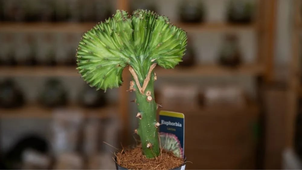 Na slici je prikazana Euphorbia lactea, sočna biljka s nepravilnim, valovitim i mesnatim granama.
