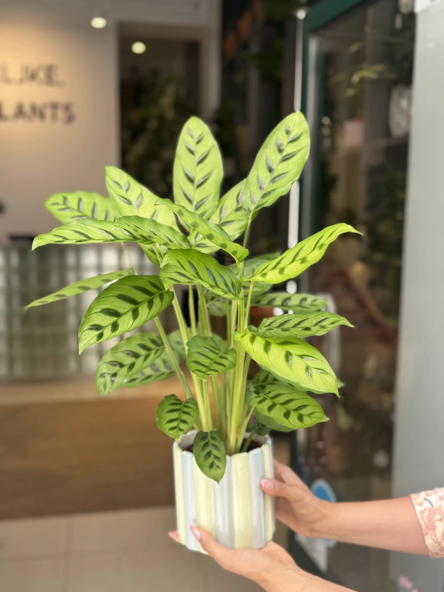Kalateja leopardina (calathea, prayer plants) - M