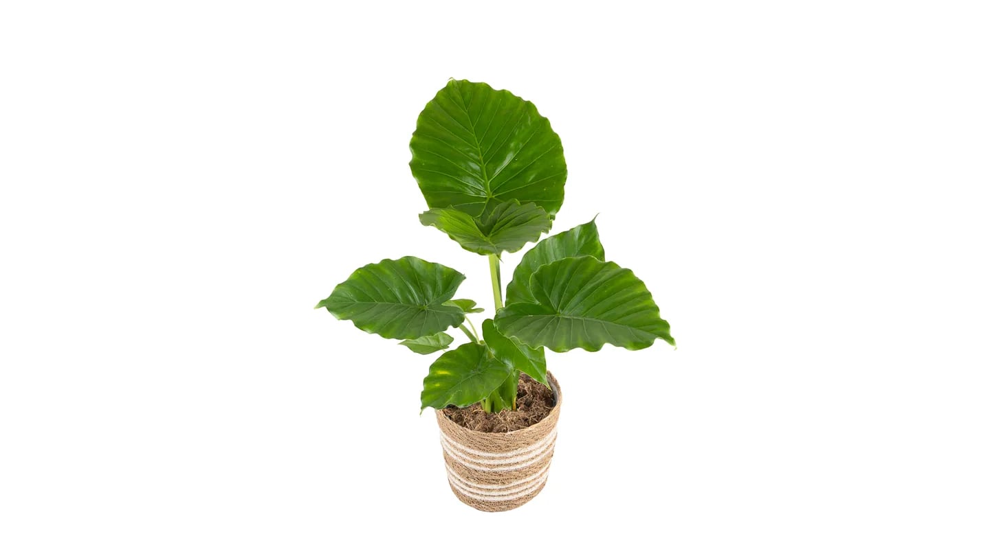 Adam: Alokazija Gageana (Alocasia) - XL
