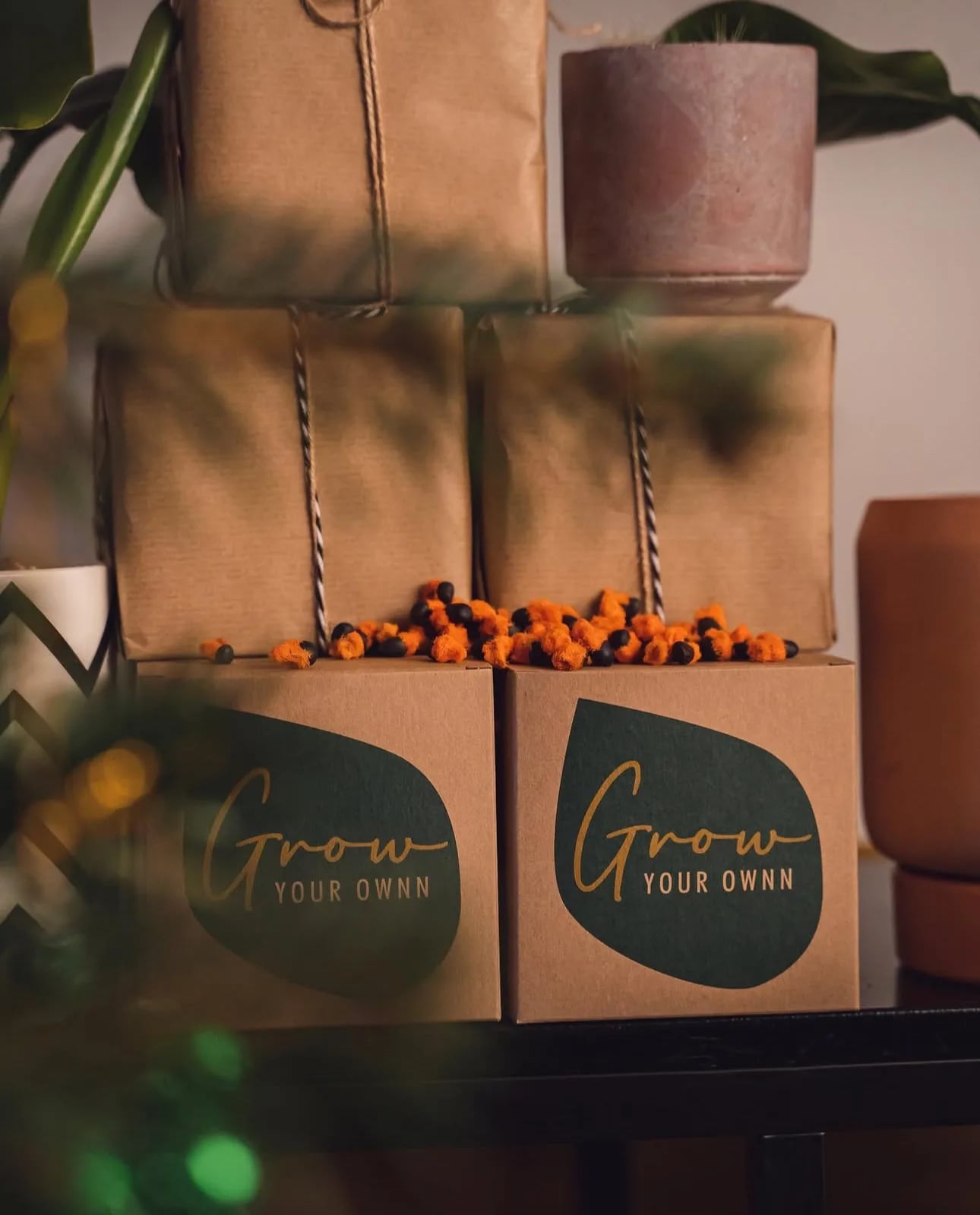 DIY set: Za uzgoj sobne biljke iz sjemena - Grow Your Own