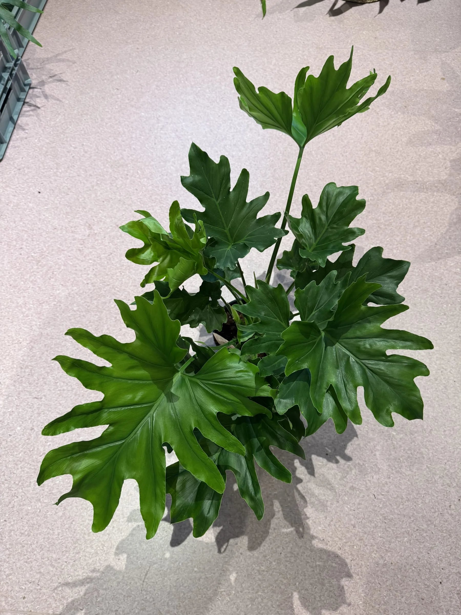Filodendron Selloum: Tree Philodendron (Philodendron bipinnatifidum) - M