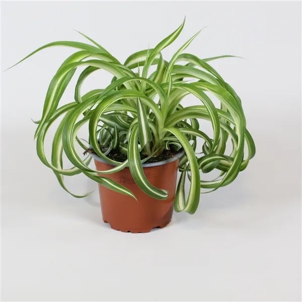 spder plant pauk biljka