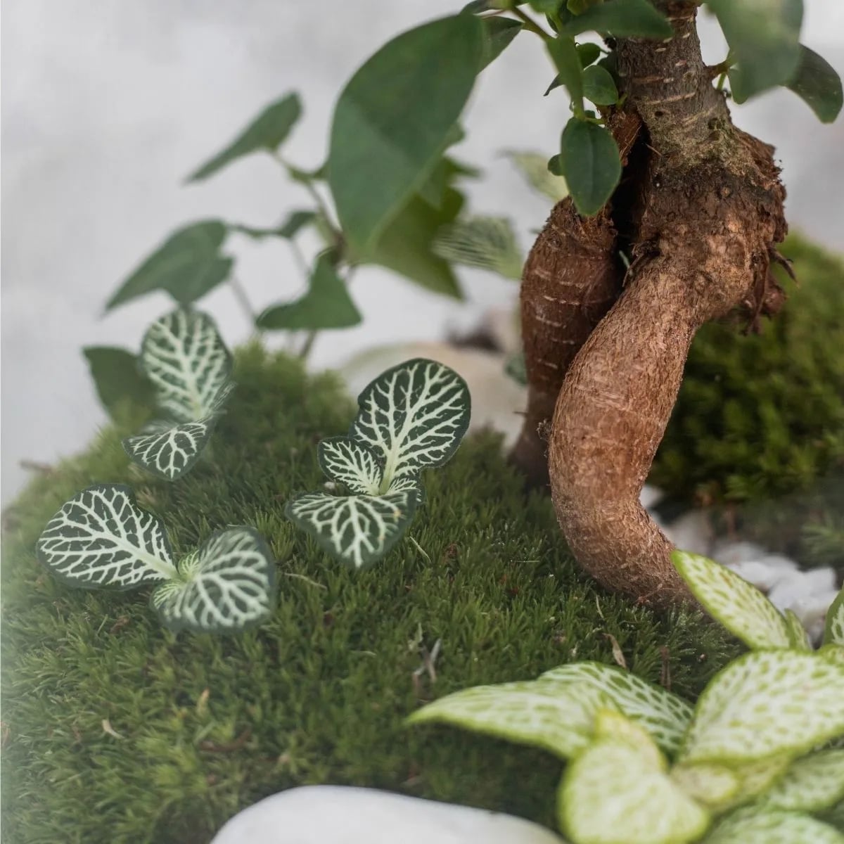 Terarijske biljke poput svjetlo i tamno zelene fitonije, mahovine i bonsai stabla