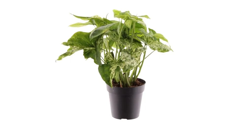 Singonij Mottled: Arrowhead Plant (Syngonium podophyllum) - M