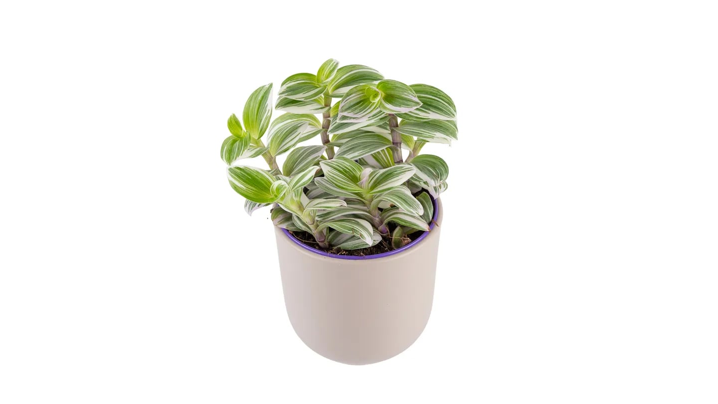 Tradeskantia albiflora: Wandering Jew (Tradescantia albiflora) - S