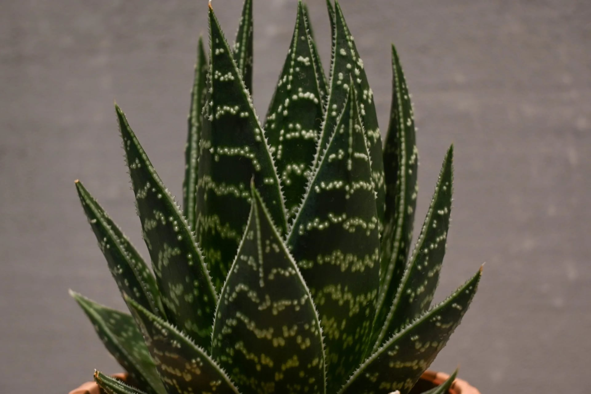 Aloe Tiki Tahi: Aloe Vera Hybrid - S