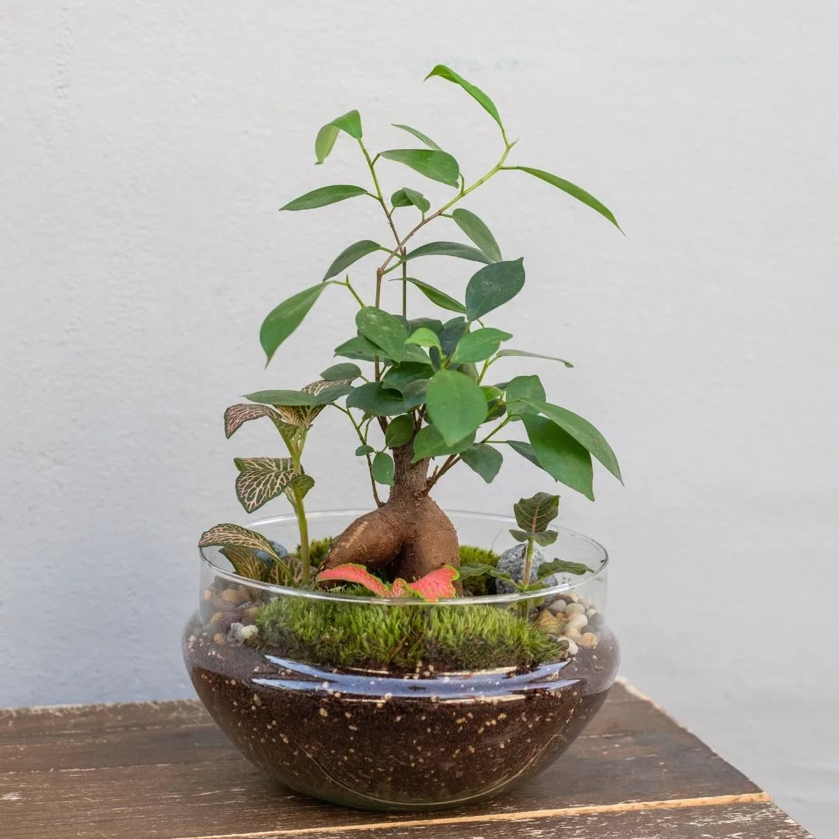 Terarij Kupola bonsai L otvoren je i sadrži veliki bonsai i terarijske biljke.