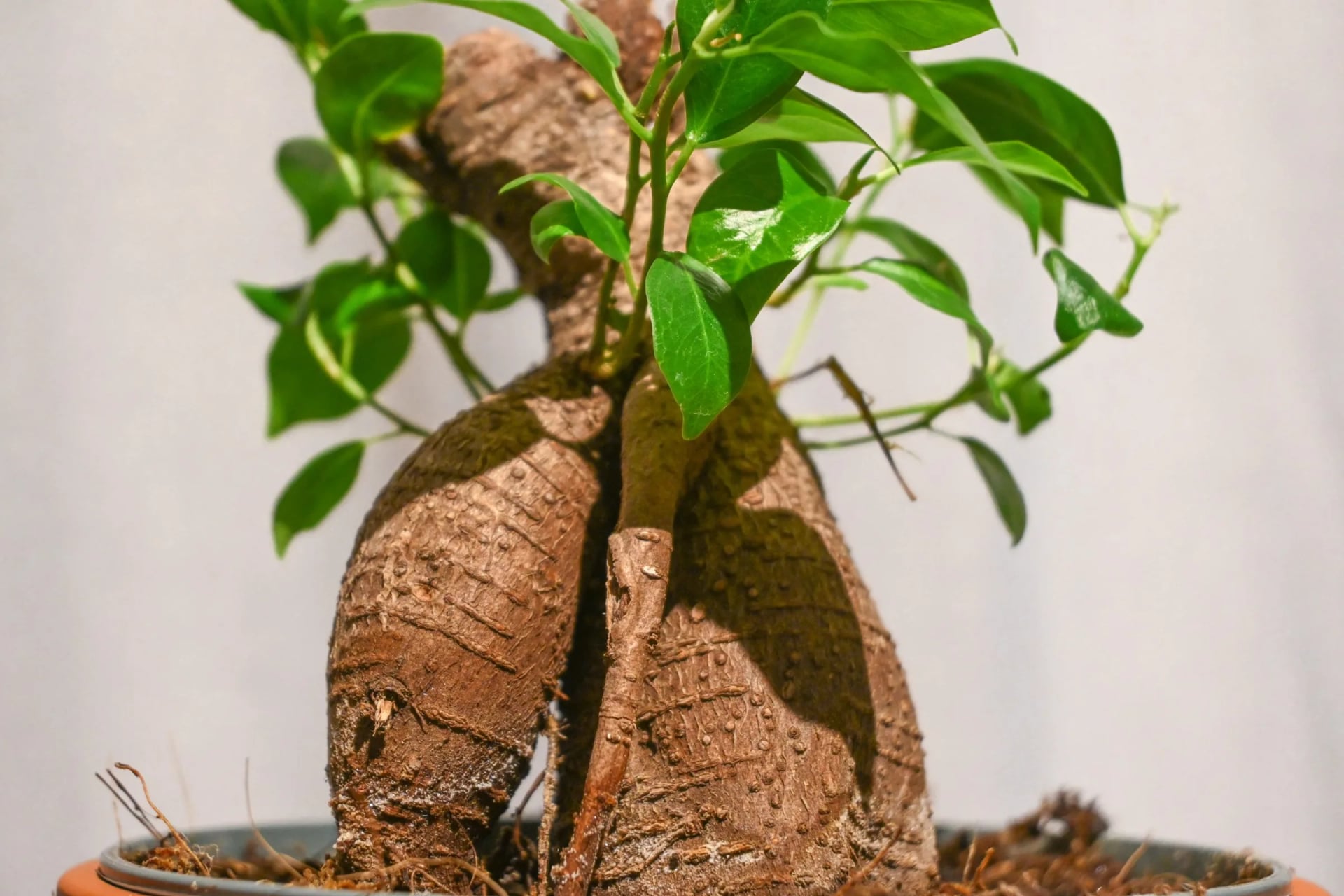 Fikus Ginseng Bonsai: Ginseng Fig Bonsai (Ficus microcarpa) - M