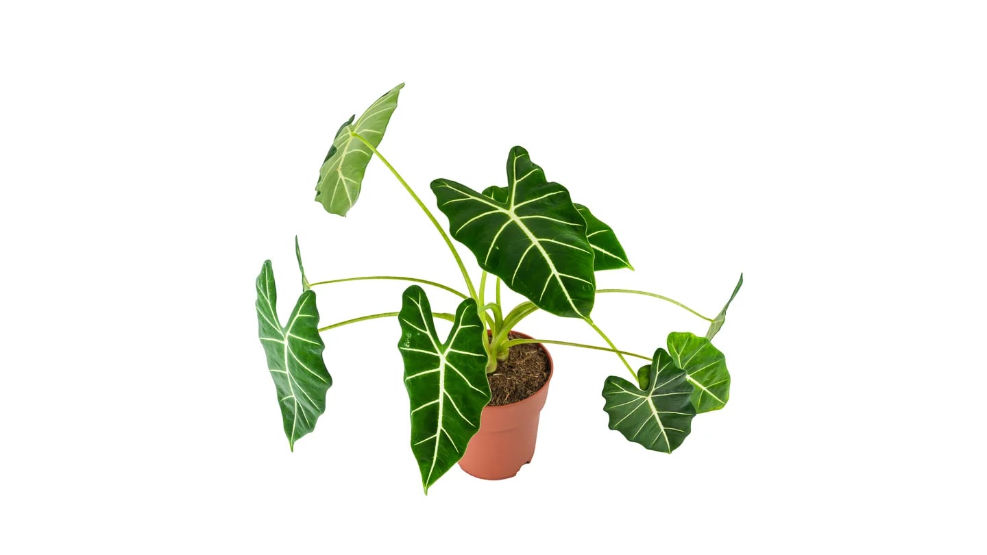 Alokazija Frydek (alocasia, alokacija) - L