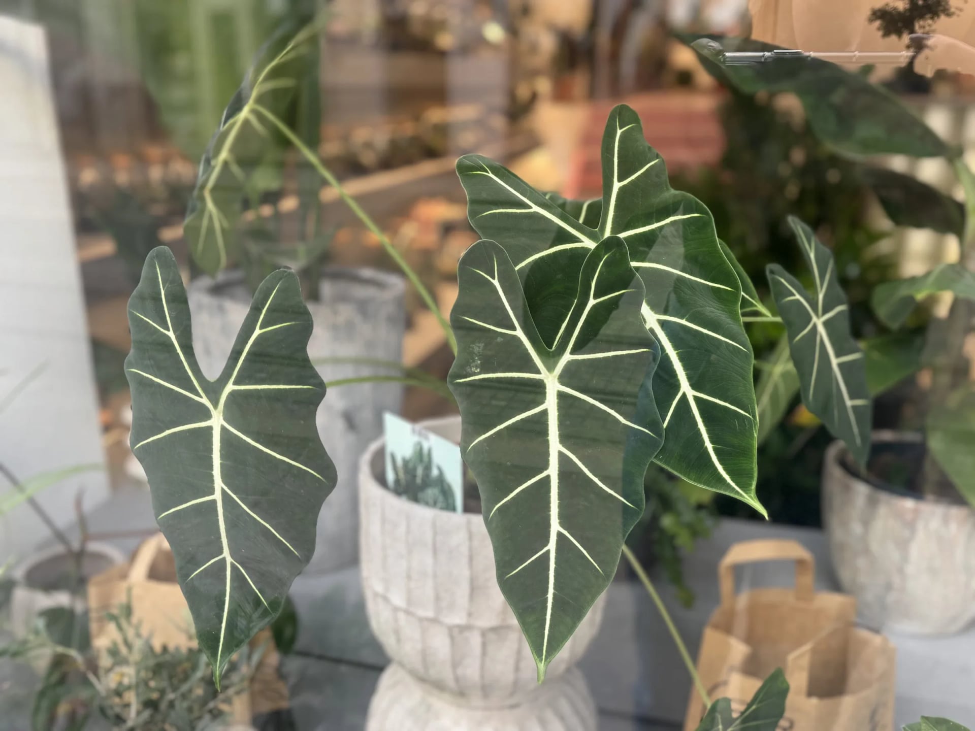 Alokazija Frydek (alocasia, alokacija) - L