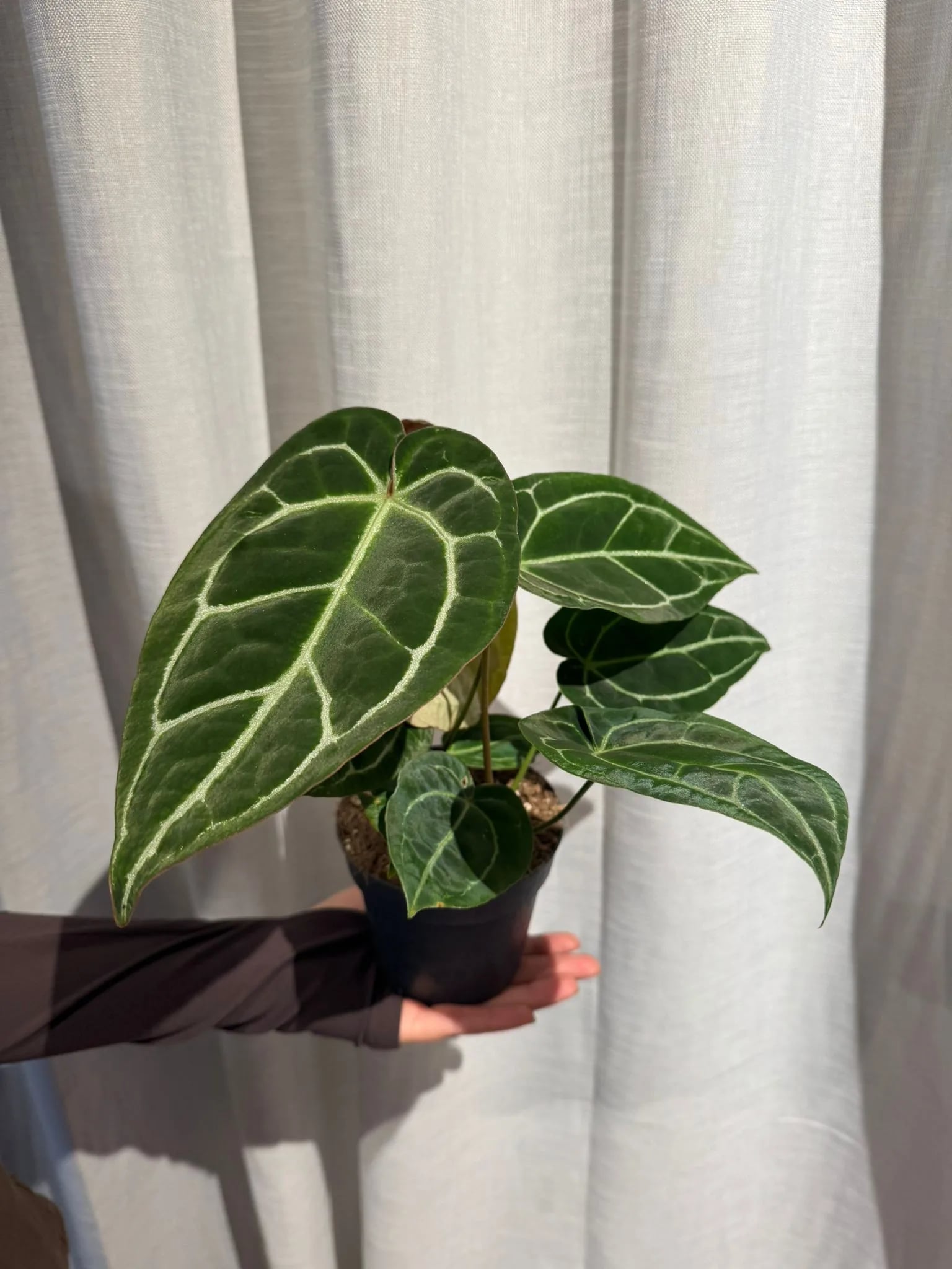 Anturij: Crystal Anthurium (Anthurium Chrystalli) - M
