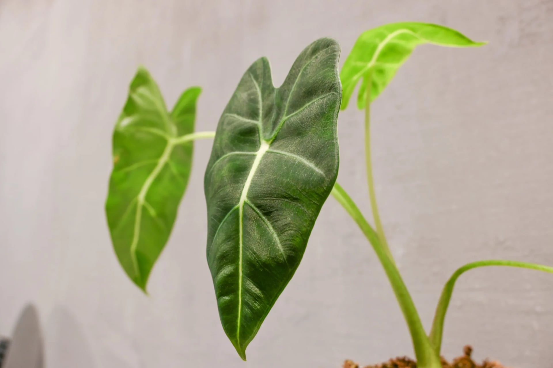 Alokazija Frydek: Green Velvet (Alocasia micholitziana) - M