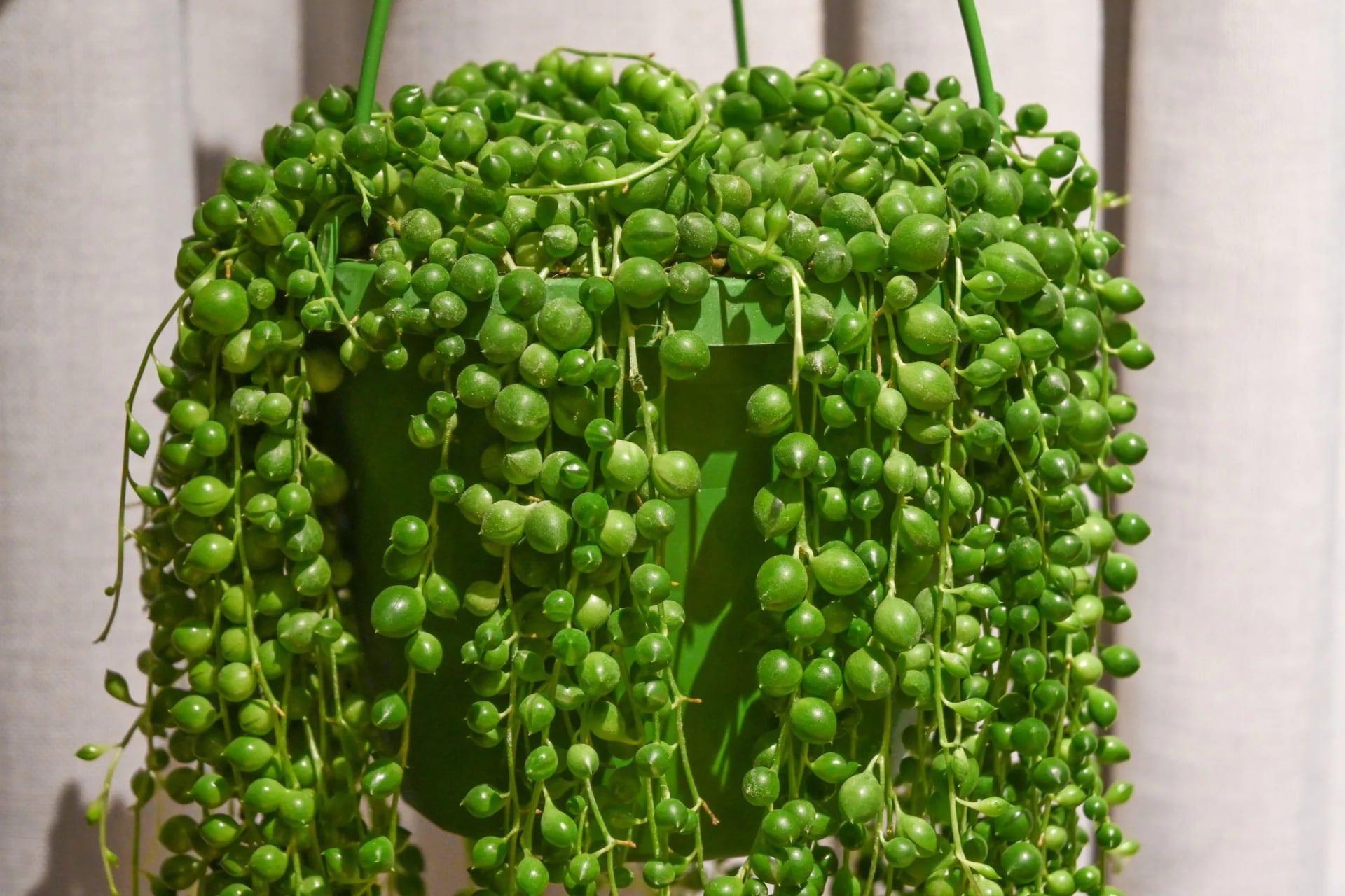 Niz bisera: String of Pearls (Senecio Rowleyanus) - M